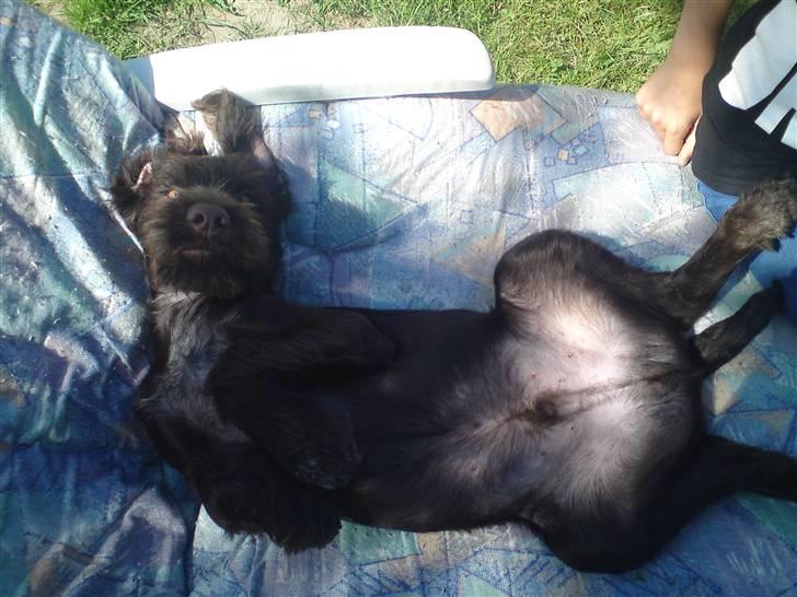 Ruhåret hønsehund Buster. billede 9