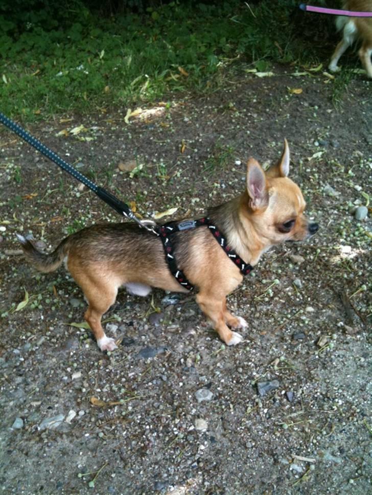 Chihuahua Itschy vom Hochmoor - 1/8-2010 billede 6