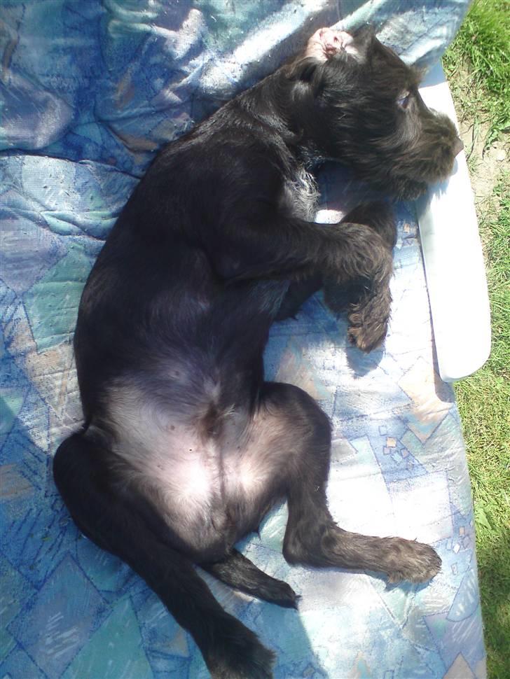 Ruhåret hønsehund Buster. billede 10