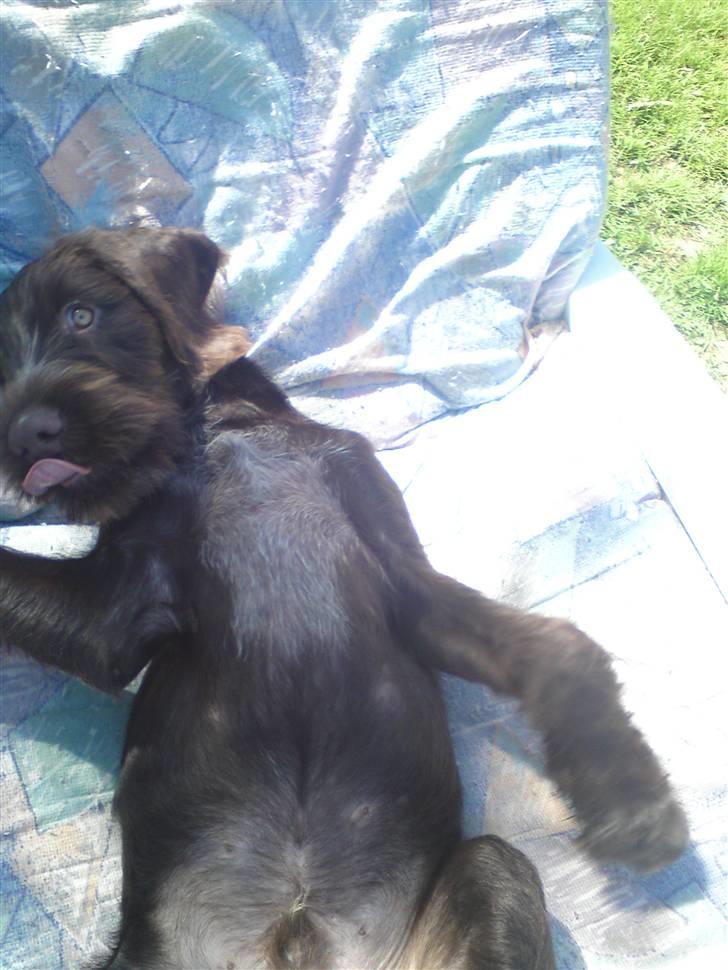 Ruhåret hønsehund Buster. billede 11