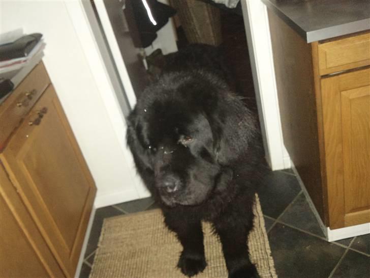 Newfoundlænder Basse(søger hun til avl) - der hvor jeg må gå til i huset billede 1