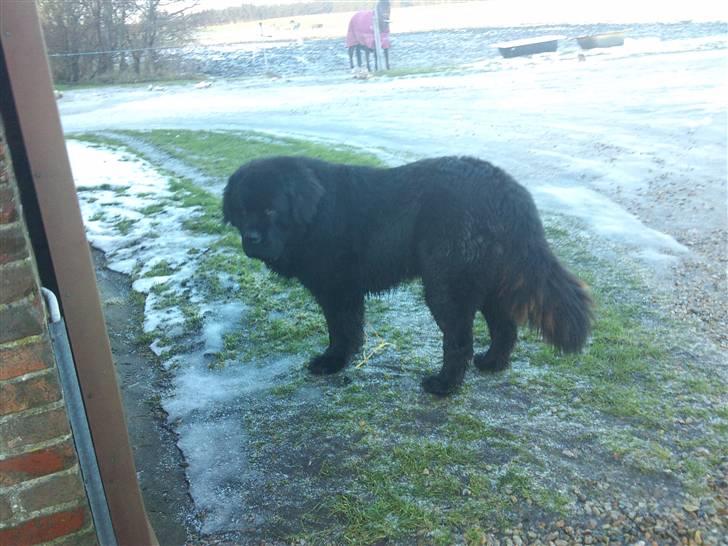 Newfoundlænder Basse(søger hun til avl) - kigger lige gården igennem sammen med line men hun er lidt langsom billede 2