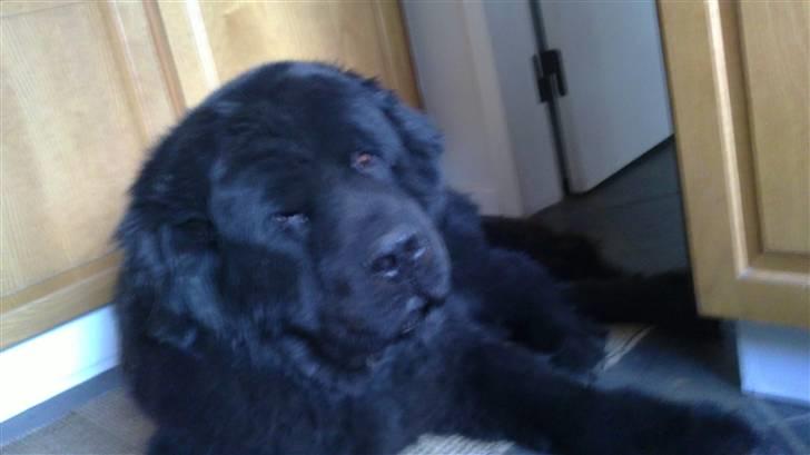 Newfoundlænder Basse(søger hun til avl) - nej.. det var en dejlig potion aften mad nu tror jeg at jeg skal sove billede 3