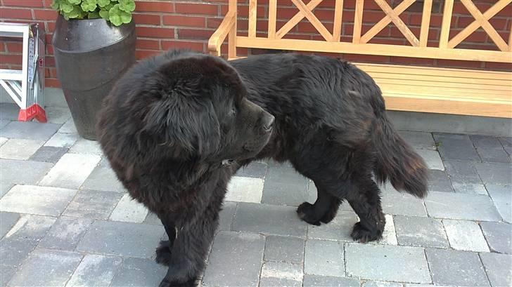 Newfoundlænder Basse(søger hun til avl) - var der nogle som sagde MAD??! billede 4