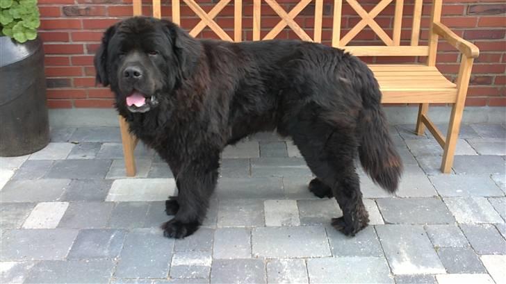 Newfoundlænder Basse(søger hun til avl) - lover du at hvis jeg bliver stående til du har taget billedet så får jeg nogle godbiddere billede 5