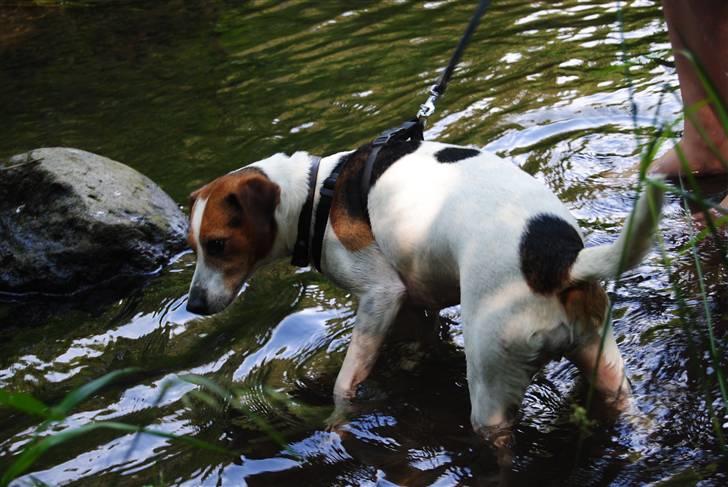 Dansk svensk gaardhund Mia :'D<3 - 16) mia i vandet hun er normalt vandskræk men nu har hun da badet 2 gange xD<33 billede 16