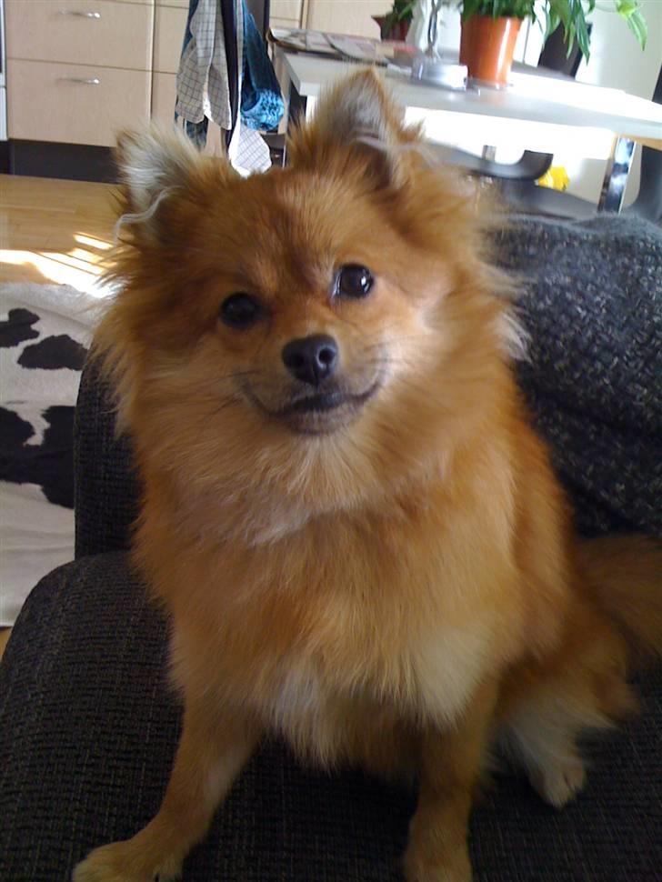 Pomeranian Topsys Cleo - Cleo 8 mdr, 26 cm og 4,6 kg. Store pige! billede 2