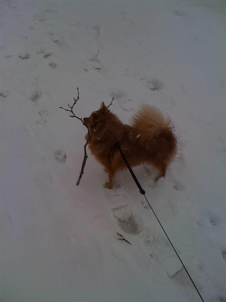 Pomeranian Topsys Cleo - Wuhu! Sne! billede 3