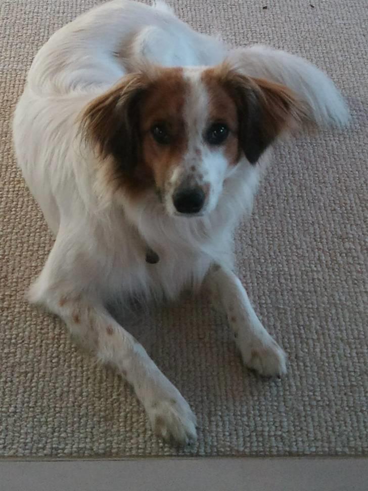 Border collie Oliver - doggie <3 billede 8