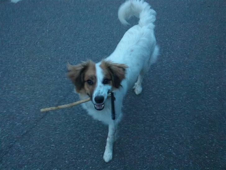 Border collie Oliver billede 9