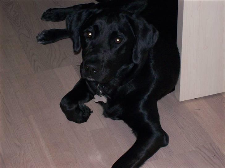 Blanding af racer Muffi - Fine muffi, 1 år.. billede 12