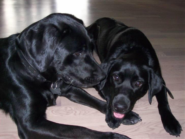 Blanding af racer Muffi - Muffi og hendes "kusine" billede 13