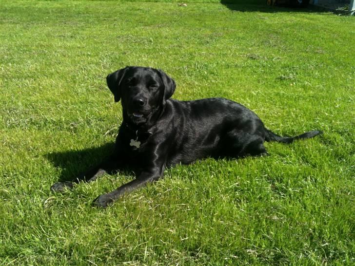 Blanding af racer Muffi - Hun er da smuk.. :) 1 år gammel billede 14