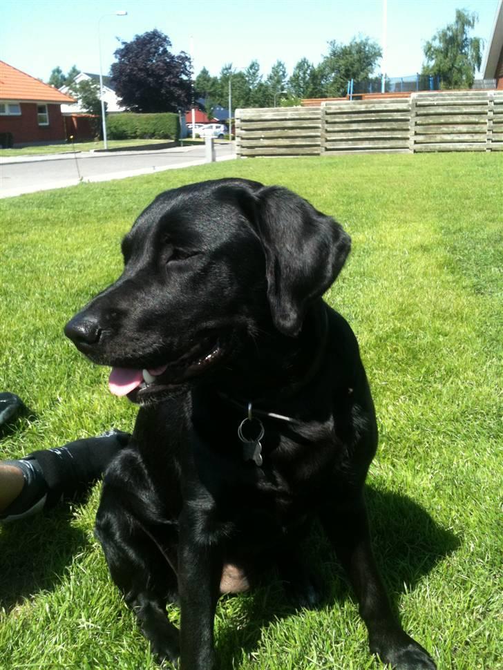 Blanding af racer Muffi - Muffi igen billede 15