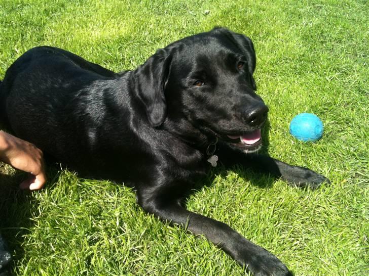 Blanding af racer Muffi - Muffi og hendes elskede bold billede 16