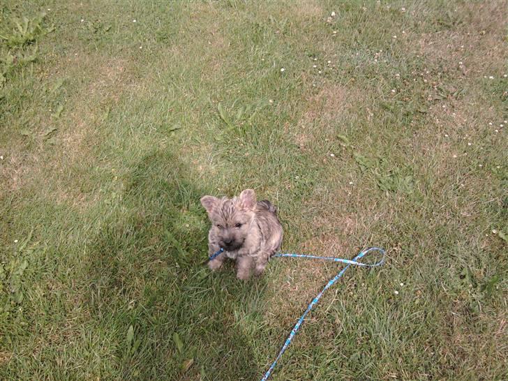 Cairn terrier Faxe (Aurikels Wimsey) - Faxe prøver halsbånd og snor for første gang, og klarer det godt billede 3