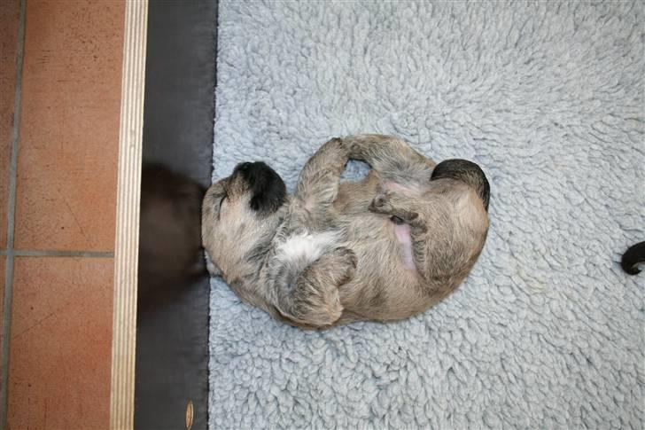 Cairn terrier Faxe (Aurikels Wimsey) - Faxe er her ca. 1 måned  billede 4