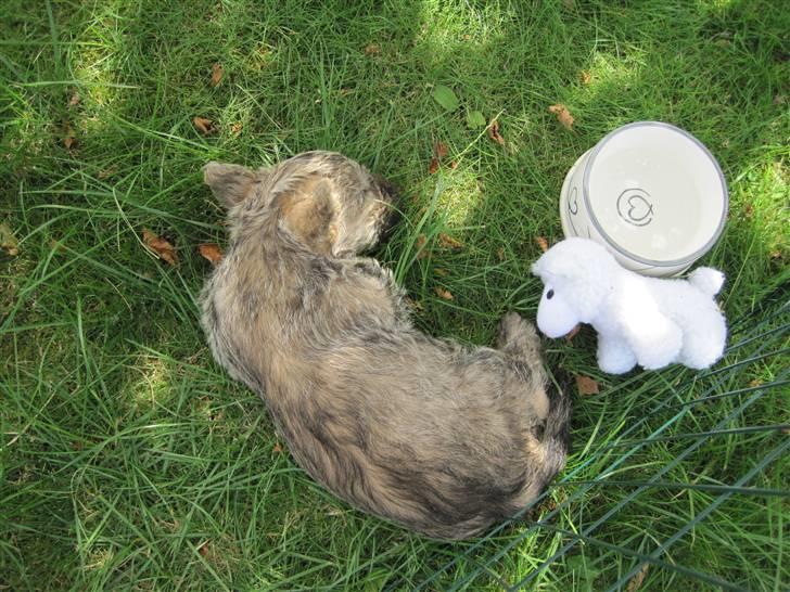 Cairn terrier Faxe (Aurikels Wimsey) - Faxe sover i haven et par dage efter hjemkomsten billede 5