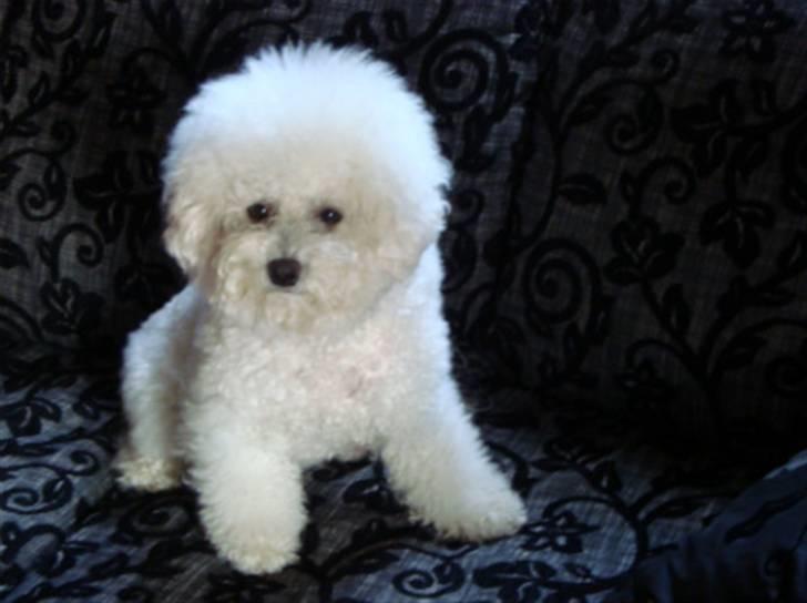 Bichon à poil frisé ZIMBA billede 1