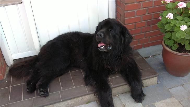 Newfoundlænder Basse(søger hun til avl) - dejlig at ligge her i skyggen væk fra varmen billede 6