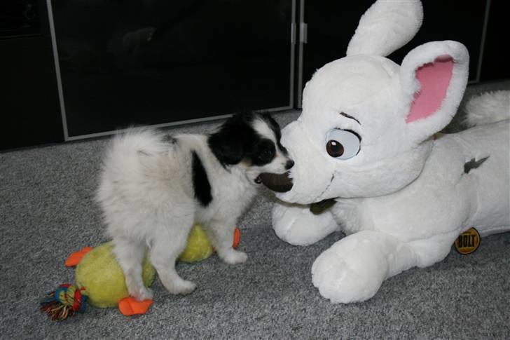 Blanding af racer Chico - Chico 9 uger billede 1