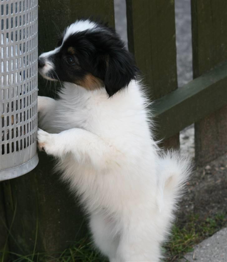 Blanding af racer Chico - Chico som lille billede 2