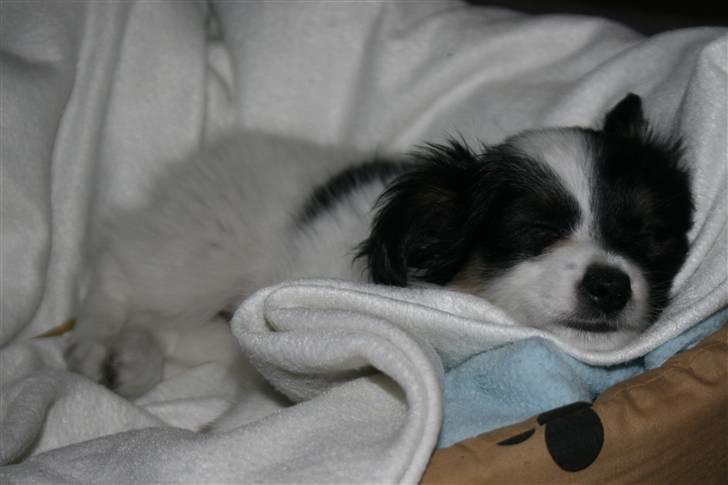 Blanding af racer Chico - Chico som lille hvalp billede 3