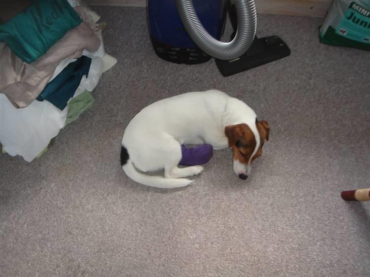 Jack russell terrier Ronaldo billede 14