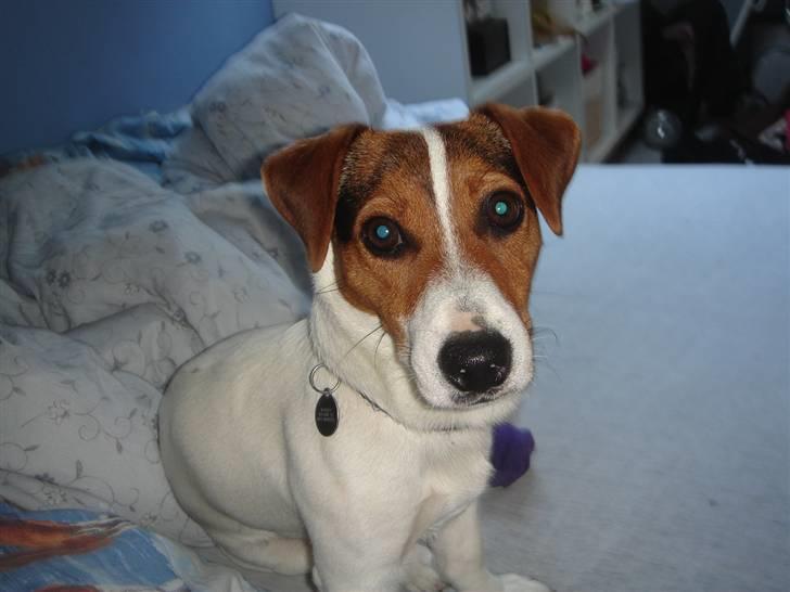 Jack russell terrier Ronaldo billede 15