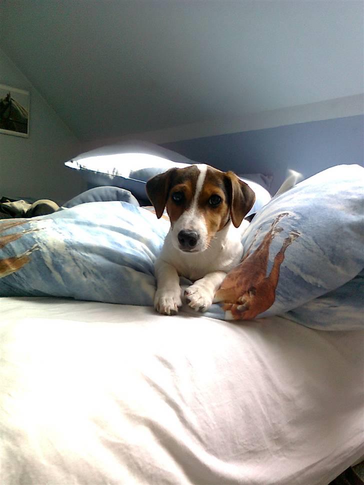 Jack russell terrier Ronaldo billede 16