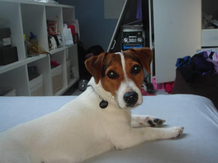 Jack russell terrier Ronaldo billede 17