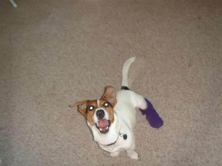 Jack russell terrier Ronaldo billede 18