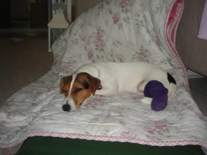 Jack russell terrier Ronaldo billede 19