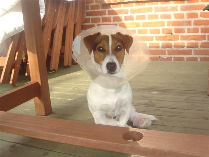 Jack russell terrier Ronaldo - Ronaldo nu med skærm og brækket ben :) billede 20