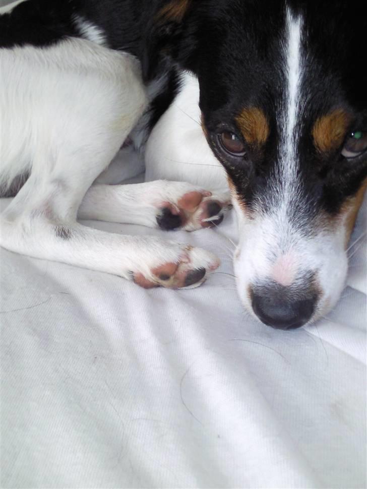 Blanding af racer Vaks - Slapper af i sofaen efter en turved Åen billede 1