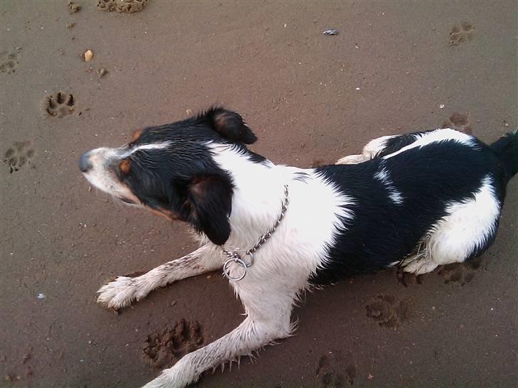 Blanding af racer Vaks - en lille pause på stranden er ikke dårligt billede 2