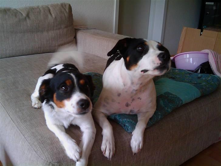 Blanding af racer Vaks - vi venter bare på en godbid billede 3