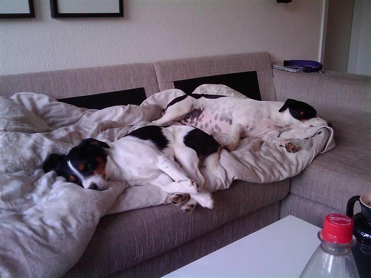 Blanding af racer Vaks - hvem sagde det ikke var hårdt at være på stranden!?! billede 4