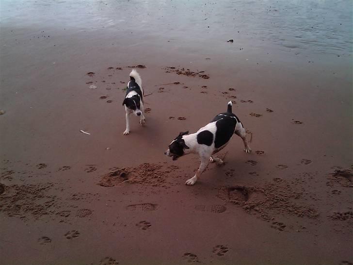 Blanding af racer Vaks - mig og ea på stranden billede 5