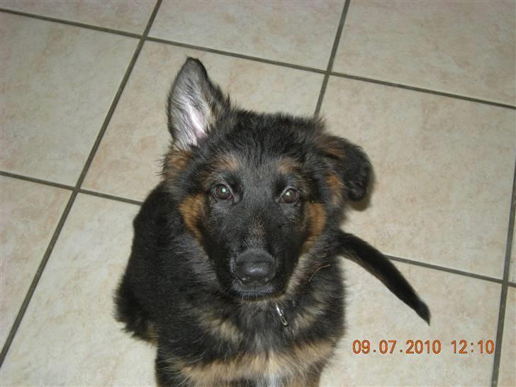 Schæferhund Dalton billede 1