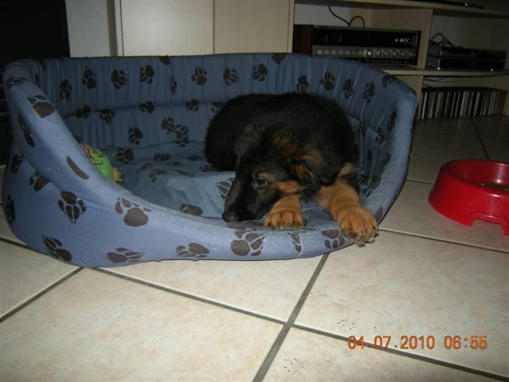 Schæferhund Dalton billede 2