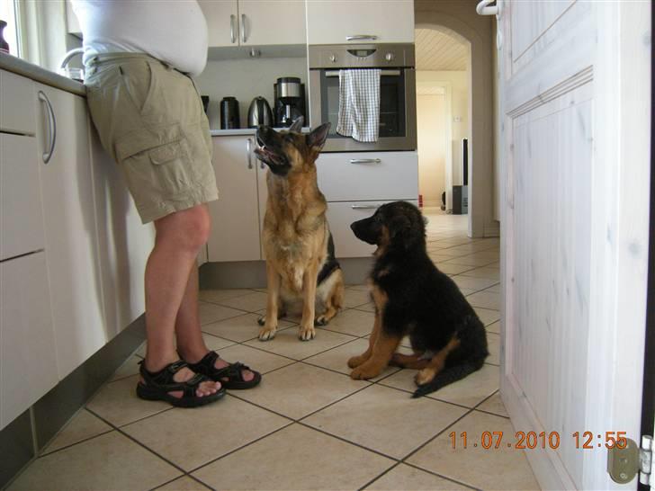 Schæferhund Dalton billede 3