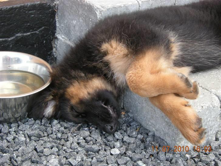 Schæferhund Dalton billede 4