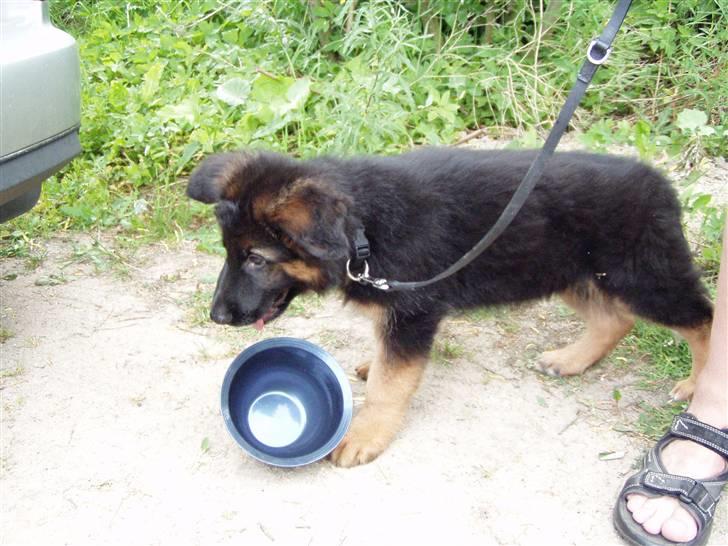 Schæferhund Dalton billede 5