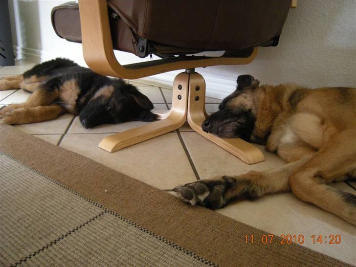 Schæferhund Dalton billede 6