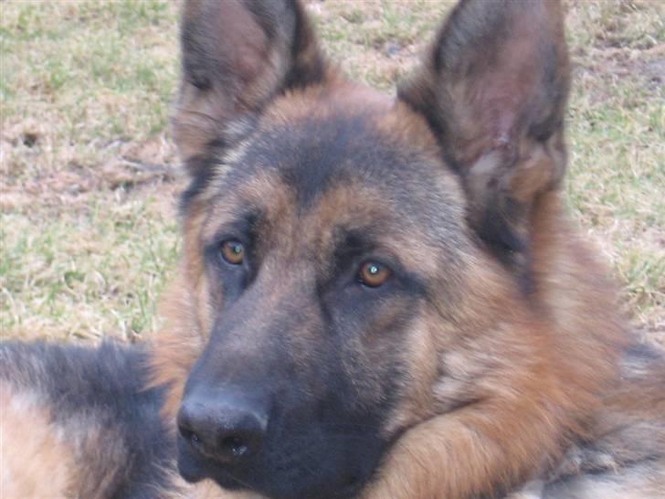 Schæferhund Rapi Nando - velkommen til min profil.. billede 2