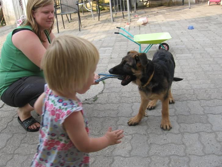 Schæferhund Rapi Nando billede 4