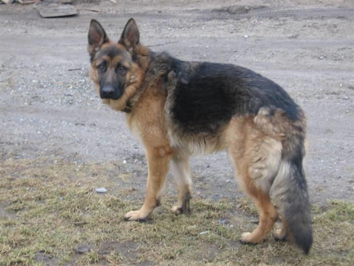 Schæferhund Rapi Nando billede 3