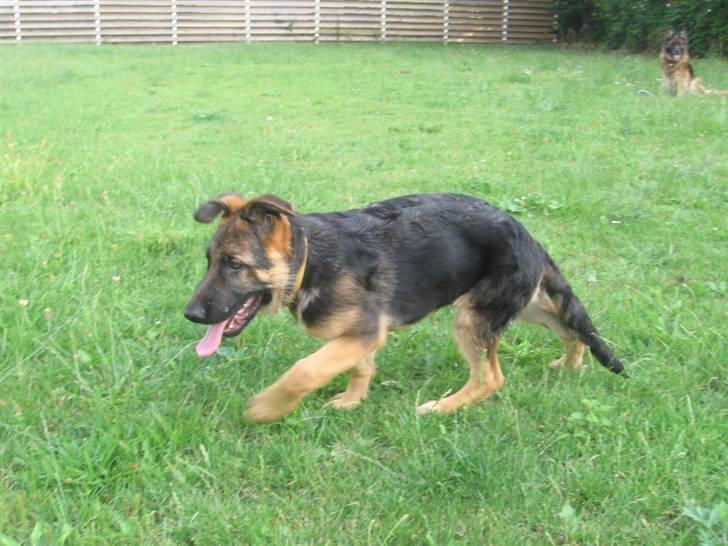 Schæferhund Rapi Nando billede 5