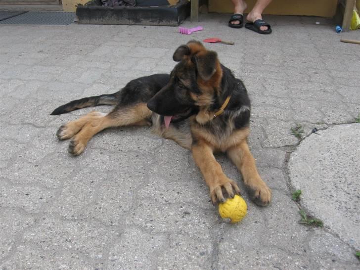 Schæferhund Rapi Nando - Har fået en find bold... billede 6